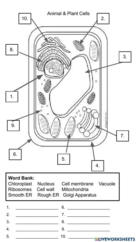 Cell Organelles Plant Cell Worksheet Live Worksheets Worksheets