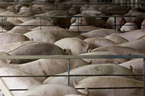 Study maps potential African swine fever outbreak in southeastern U.S ...