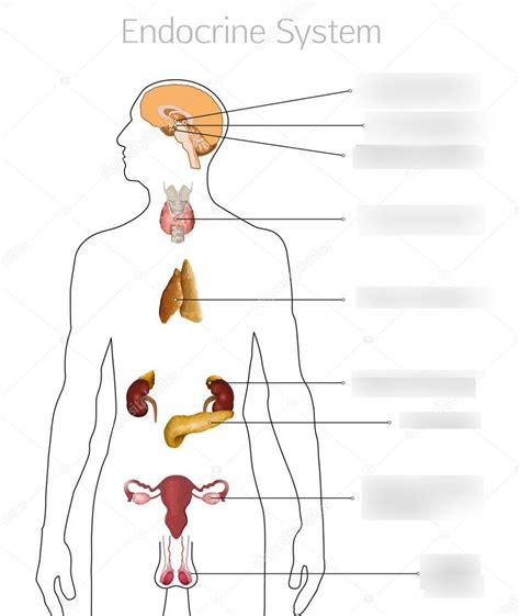 Chapter 38 Endocrinology Diagram Quizlet