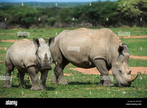 White Rhinoceros Ceratotherium Simum Mother Grazing And Calf South