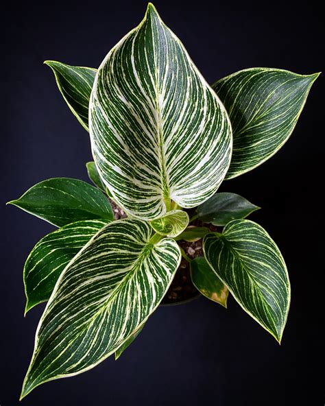 Ep. 80 - 2021 Plant Trends — Plant Daddy Podcast