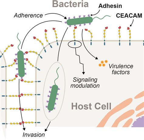 Evolution Of Host Microbe Cell Adherence By Receptor Domain Shuffling