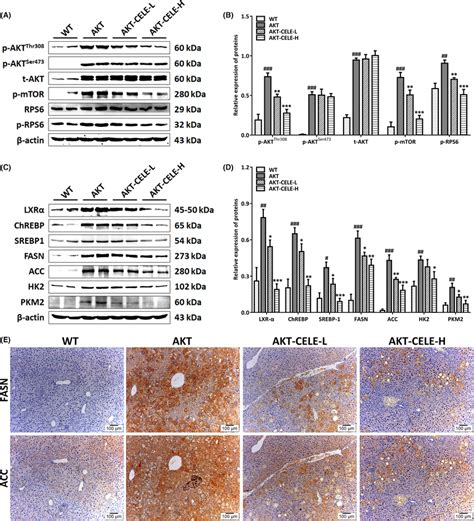 Celecoxib Suppresses An Aktdriven Lipogenic Pathway In Livers Of Akt