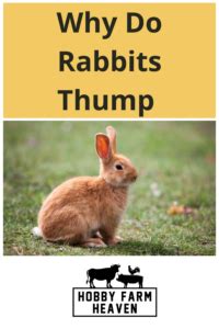 Why Do Rabbits Thump Hobby Farm Heaven