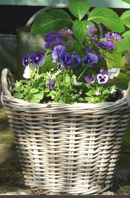 Pin By Carolyn Malin On I M No Pansy Pansies Garden Basket