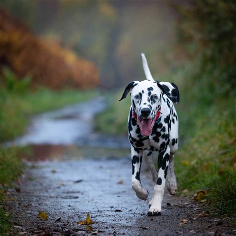 Dalmatian Pictures and Informations - Dog-Breeds.com