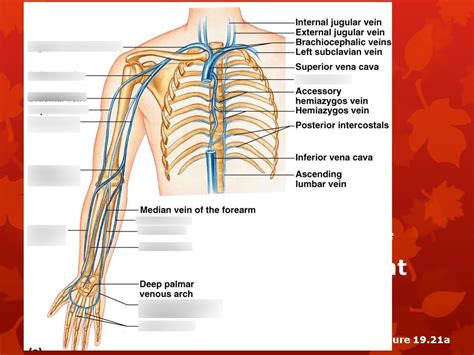 Veins Of The Upper Limb Diagram Quizlet