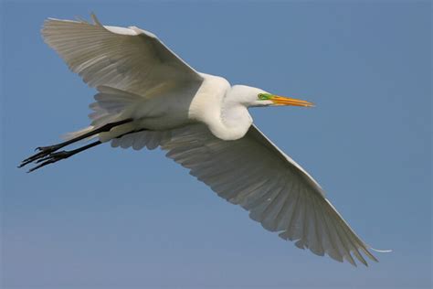 Egret vs Heron – What Sets Them Apart?