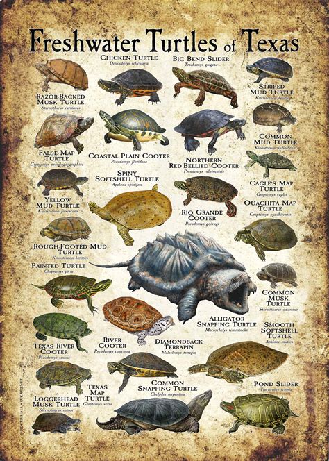 Freshwater Turtles Of The United States Poster Print Inkart