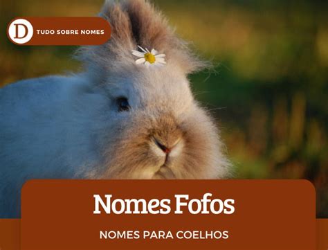 Nomes Fofos Para Coelho - Nomes para coelhos de estimação: 103 opções para fêmeas e machos ...
