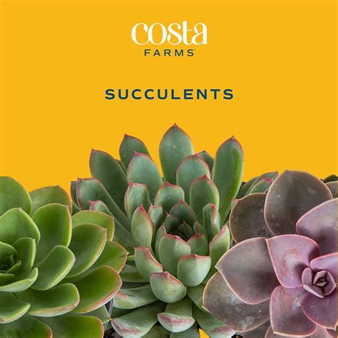 Costa Farms Succulents 10 Pack Live 25 Inch Succulent Plants