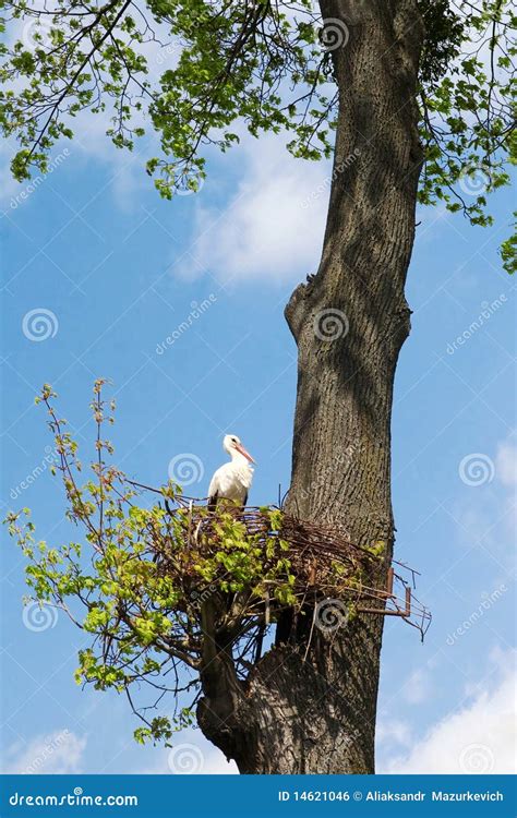 Cegonha No Ninho Foto De Stock Imagem De Bonito Alaranjado