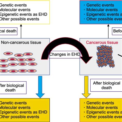 Role of Pax7 in pituitary development. (a) The role of Pax7 in normal ... 