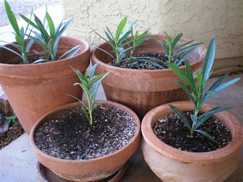 Hesselblogger How To Grow A New Oleander Plant