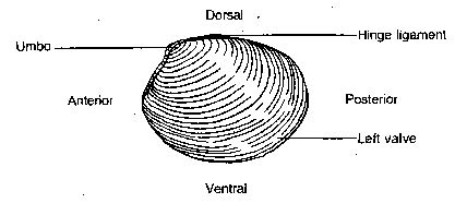 Clam Dissection BIOLOGY JUNCTION