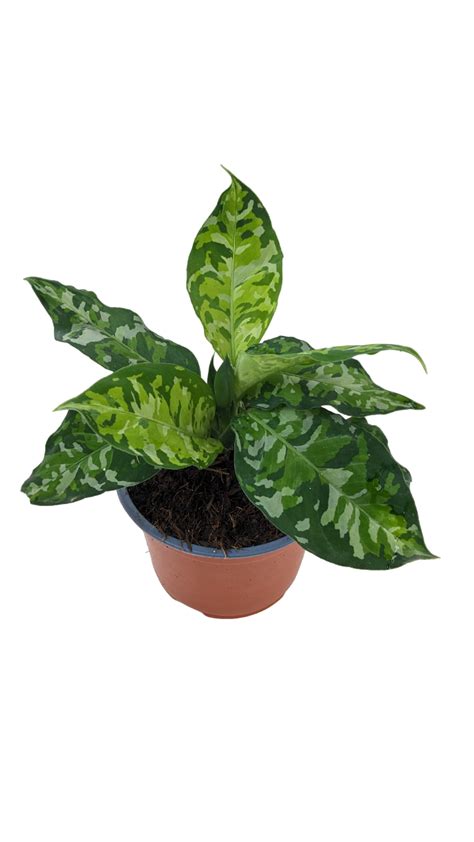 Aglaonema Camuflaje Vivero R O Fr O