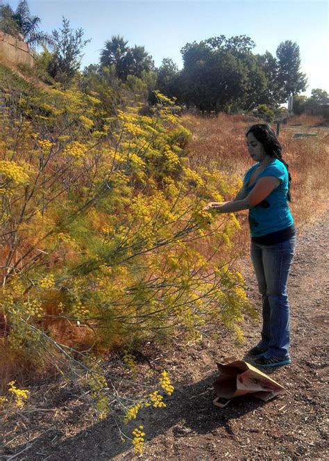 Fennel Pollen Pots De Creme and Fennel Foraging - Indiaphile