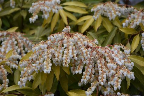 Purity Japanese Pieris Pieris Japonica Purity In Boston Hopkinton