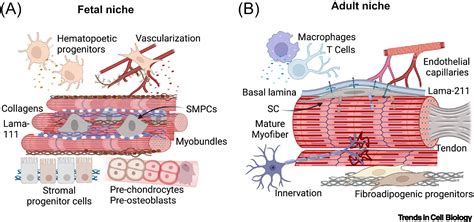 The Emergence Of The Stem Cell Niche Trends In Cell Biology