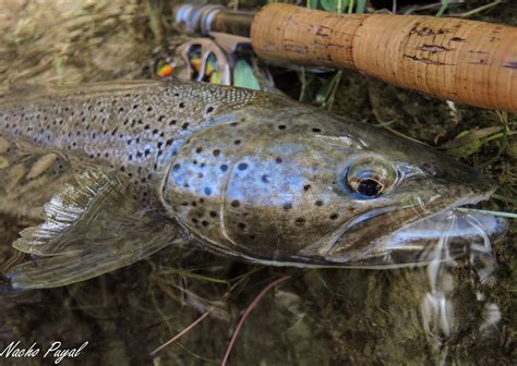 8 Best Trout Fishing Rivers In Spain Flyfishingspain