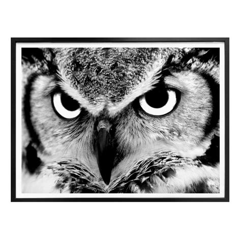 Poster Proud Owl Wall