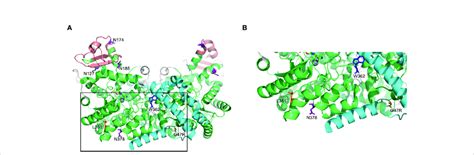 Predicted Protein Structure Of Human Ada A A Ribbon Diagram Of The