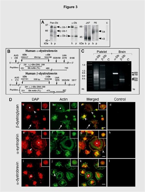 Identification and topographical distribution of β dystroglycan α