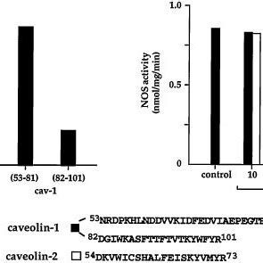 Effects Of Caveolin Derived Peptides On ENOS Activity Left Panel