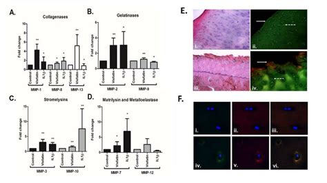 Visfatin Induces The Production Of Cartilage Catabolic Proteases In Hip