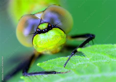 Dragonfly Head Stock Photo | Adobe Stock