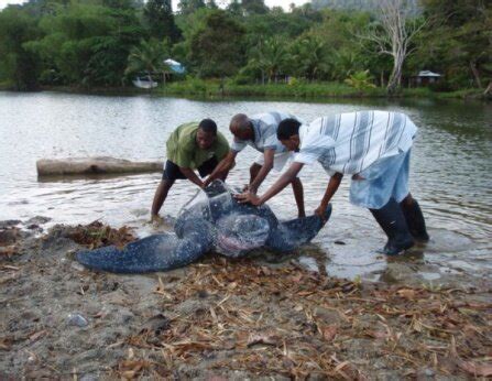 Figure 11 Turtle returning to sea Turtle returning to sea Turtle ...