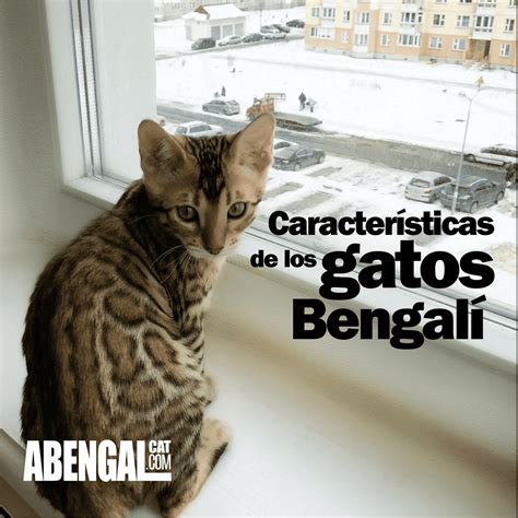 Características de los gatos bengal y otras curiosidades