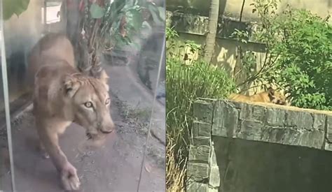 Video Do Vaqueirinho E A Leoa - Caso Vaqueirinho: saiba o que vai acontecer com a leoa? - Ric.com.br