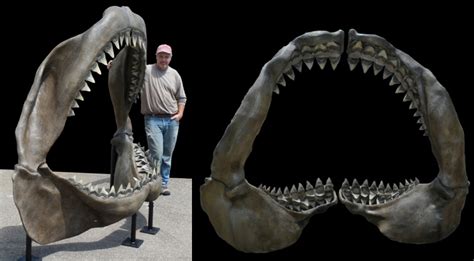 Megalodon Jaw | Gaston Design, Inc.