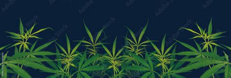 Banner Green weed Marijuana tree cannabis plant narcotic herbal in CBC ...