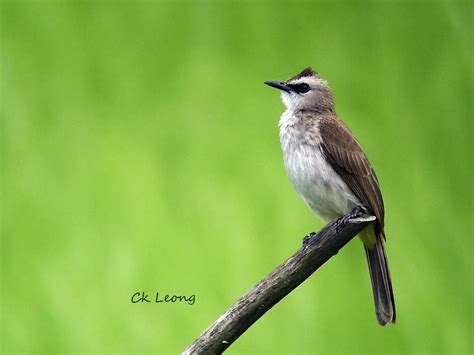 Yellow-vented Bulbul by Ck Leong | Borneo Birds