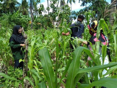 Pengendalian Hama Dan Penyakit Tanaman Jagung