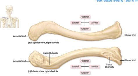 Upper Limb Bones And Joints Flashcards Quizlet