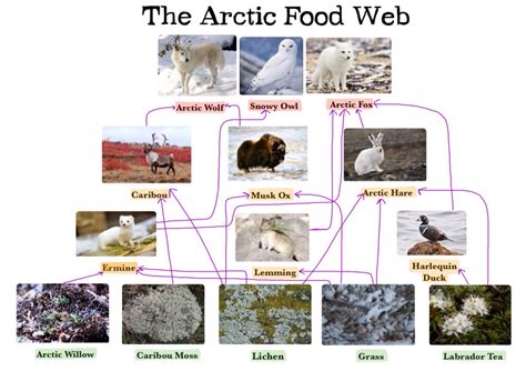 Arctic Fox Food Chain Diagram