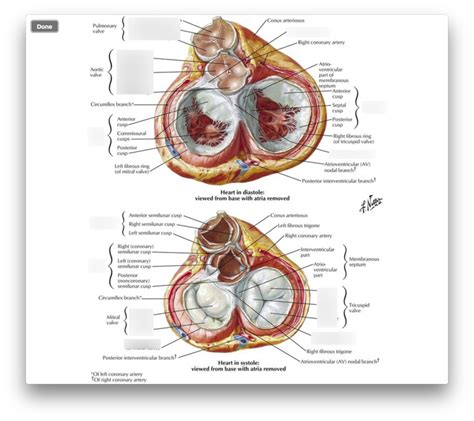 Valves And Fibrous Skeleton Of Heart Diagram Quizlet