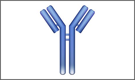 Antibody Structure Diagram Quizlet