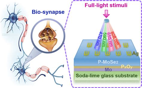 Multicolor Fully Light Modulated Artificial Synapse Based On P Mose2