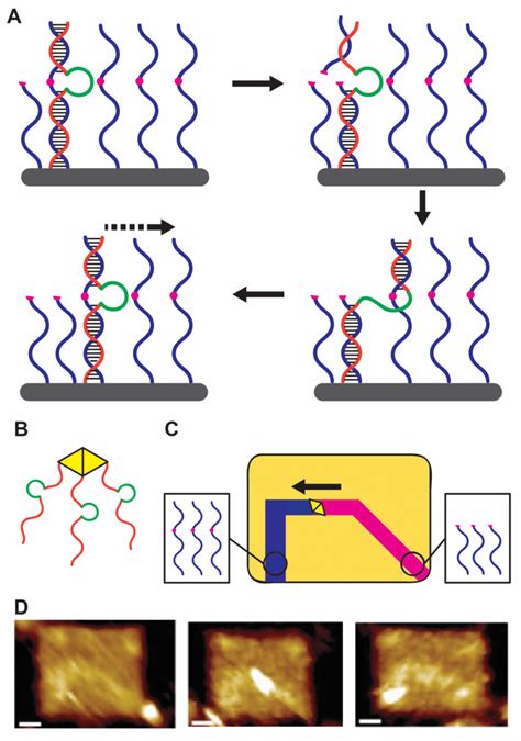 Dnazyme Molecular Walker A Walker Mechanism Where The Dna Aptamer