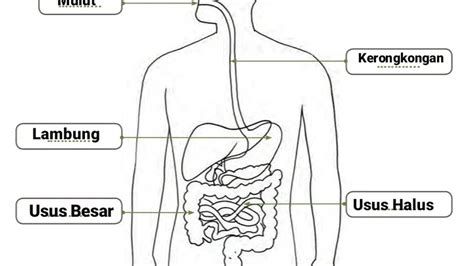 Sistem Pencernaan Manusia Penjelasan Lengkap Dengan Gambar Demak Bicara