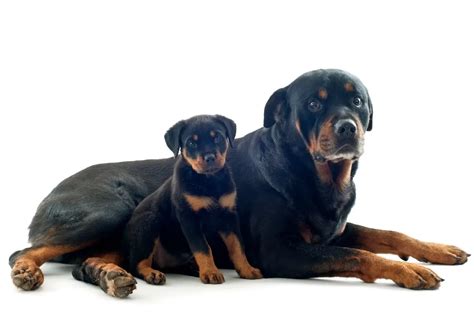 Are Rottweilers Good Guard Dogs? - Best Protection Dogs