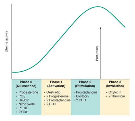 Phases Of Uterine Activity A Listing Of The Various Agents Involved