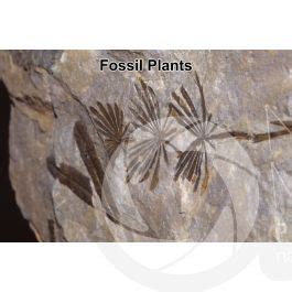 Plant. Fossil. Devonian - Plants - Devonian - Paleozoic - Fossils - Photos