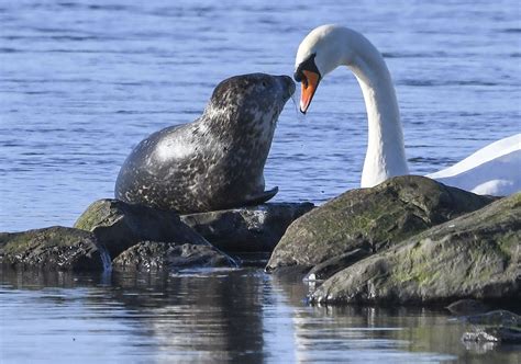 Wednesday wildlife – seal and otter – The Ness of Brodgar Excavation