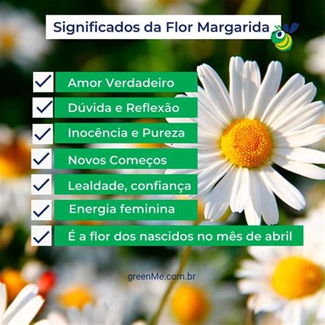 O Que Significa Margarida - Margarida, a flor do amor! Descubra seu verdadeiro significado - greenMe