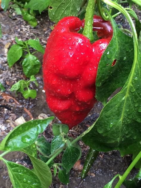 Poblano Ancho Pepper Plant Naturally Grown Etsy